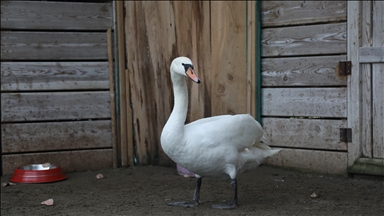 Göç yolunda bitkin düşen kuğu Kızılırmak Deltası'nda tedavi altına alındı