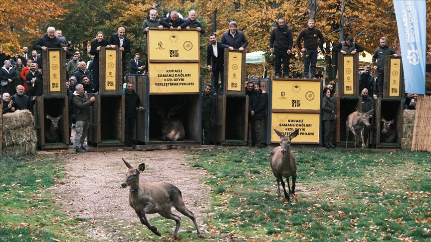 من الإكثار إلى الطبيعة.. مركز تركي يحمي الأيائل الحمراء