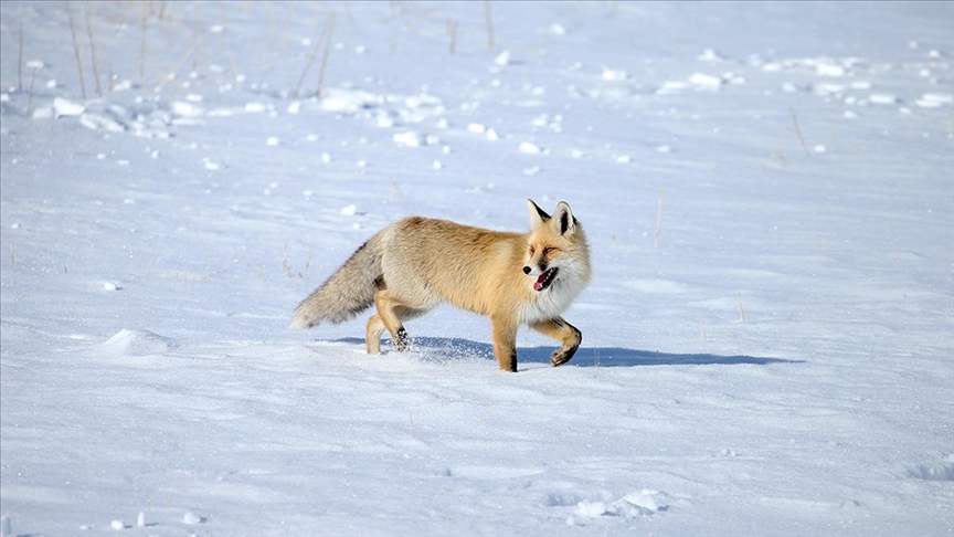 Kars'ta kızıl tilkiler karla kaplı arazide görüntülendi 