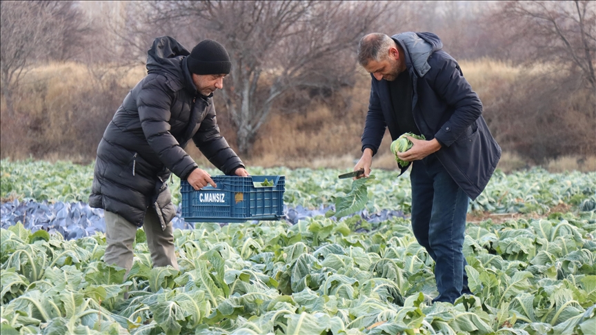 Erzincan'da mikroklima avantajıyla kış mevsiminde de açık alanda sebze yetiştiriliyor