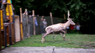 Nesli tehlike altındaki kızıl geyikler İstanbul'da koruma altında çoğaltılıyor