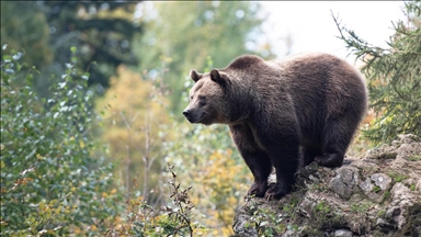 Japonya ayı saldırılarına karşı yapay zeka destekli gözetleme sistemi kullanıyor