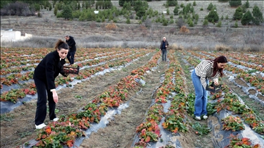 Hobi amaçlı başladığı çilek üretiminde talebe yetişmekte zorlanıyor