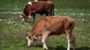 Dermatose nodulaire : la vaccination s’accélère dans le Sud-Ouest, les éleveurs restent vigilants