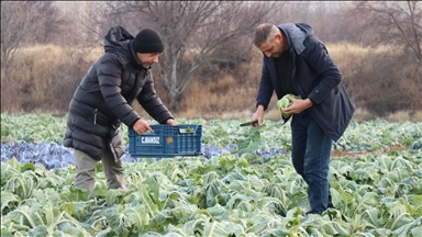 Erzincan'da mikroklima avantajıyla kış mevsiminde de açık alanda sebze yetiştiriliyor