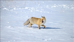 Kars'ta kızıl tilkiler karla kaplı arazide görüntülendi 