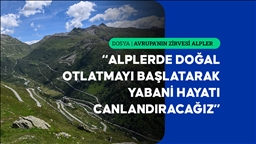Alplerde otlatmanın yeniden başlatılması daha dirençli ekosistemler sağlayabilir