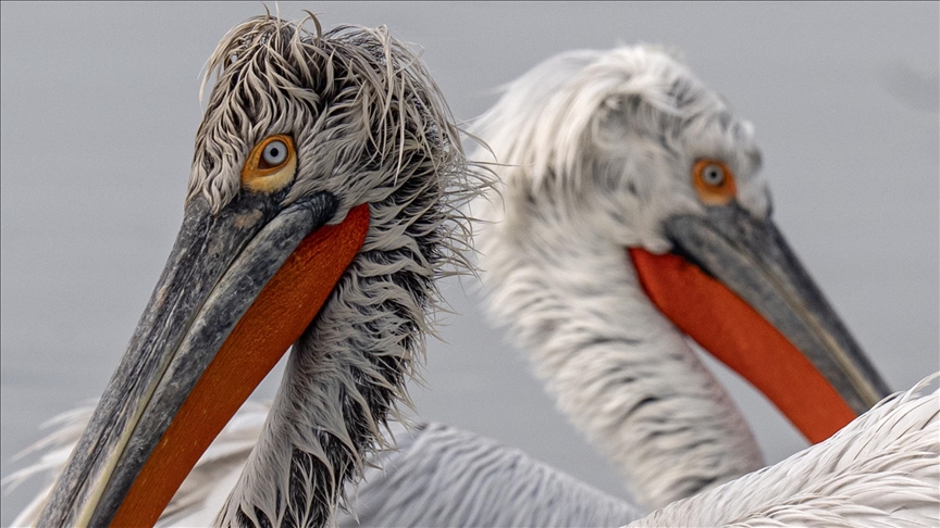 İzmir Körfezi'nin misafirleri: Tepeli pelikanlar