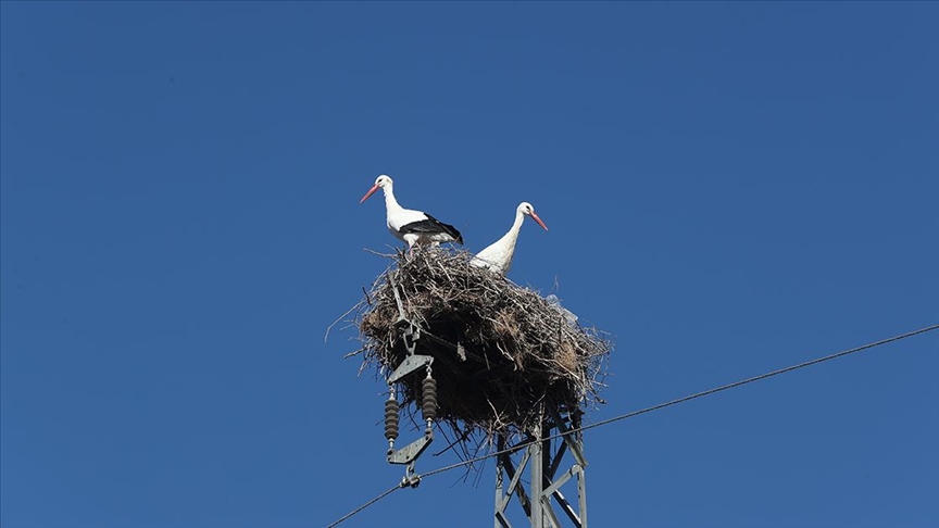 Binkoç köyünün göç etmeyen leylekleri bu kışı da yuvalarında geçirecek