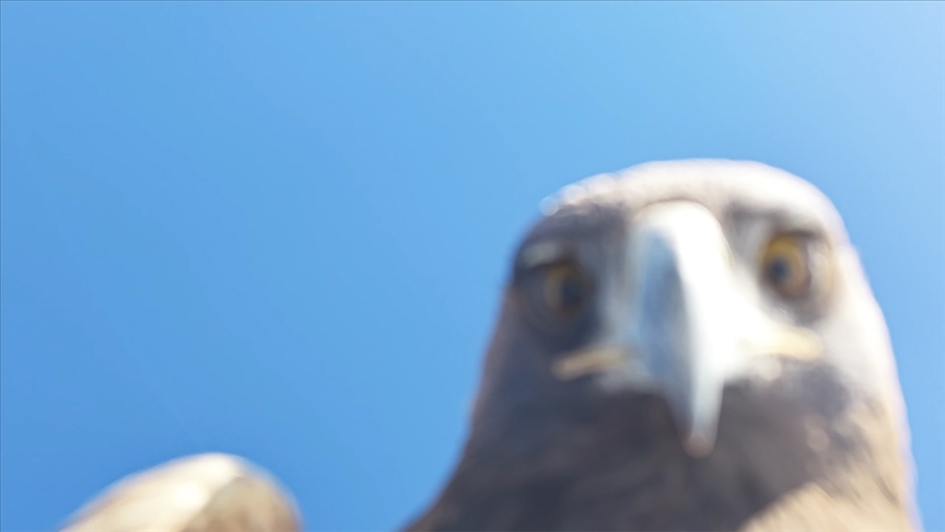 Tunceli'de kartalın "dron avı"na tanıklık eden doğa tutkunu o anları anlattı
