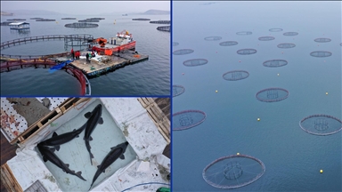 Elazığ'daki tesis mersin balığı yetiştiriciliğiyle havyarda üretim üssü olmak için çalışıyor