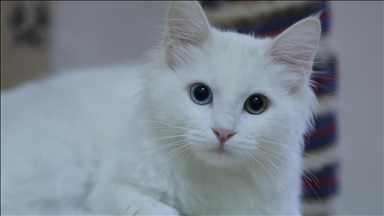 Türkiye's famed Van cats deliver 120 kittens in 2025 under conservation program