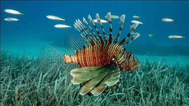 Overbreeding of invasive lionfish threatens Mediterranean ecosystem