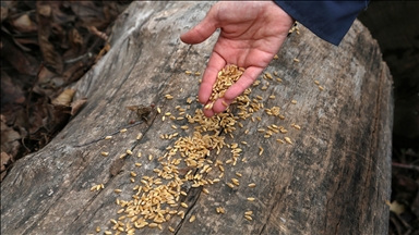 Malatya'da yaban hayvanları için doğaya yem bırakıldı