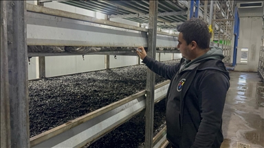 Devlet desteğiyle kurduğu tesiste hem elektrik hem de mantar üretiyor