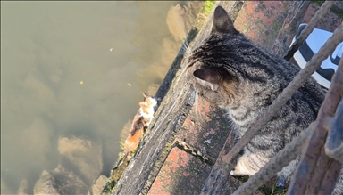 Anne kedi, çaya düşen yavrusunun kurtarılmasını bekledi