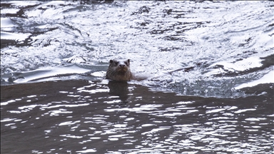 Tunceli'de nesli tehlike altındaki su samuru görüntülendi