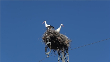 Binkoç köyünün göç etmeyen leylekleri bu kışı da yuvalarında geçirecek