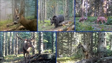 Bolu'da yaban hayvanları fotokapanla görüntülendi