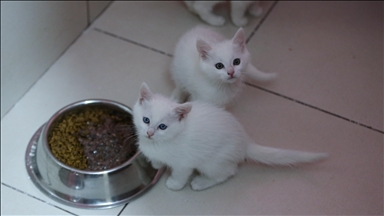 Pişîkên Wanê yên tên parastin îsal 120 têjik anîn