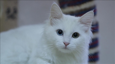 Macet e famshme të Vanit në Turqi sjellin në jetë 120 kotele në vitin 2025