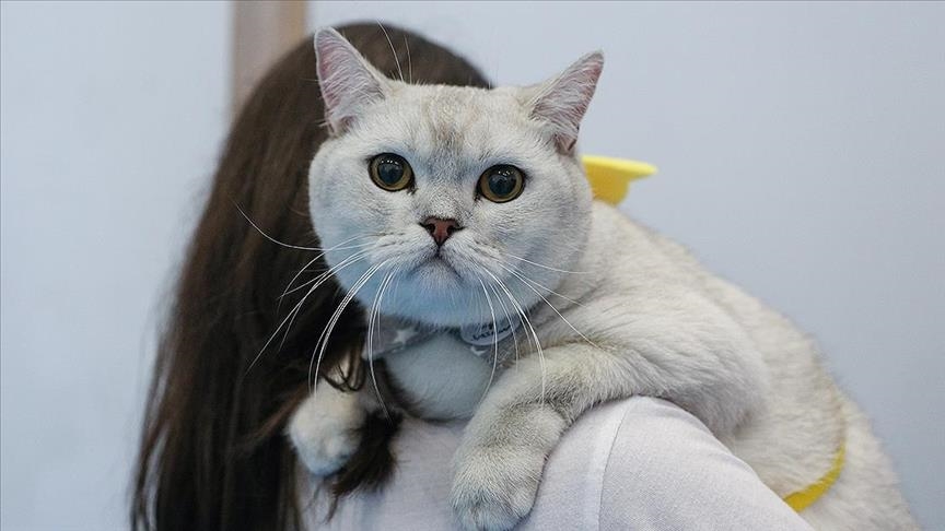 Tajvan, ata që nuk vendosin mikroçipa te macet mund të përballen me gjoba deri në 477 dollarë