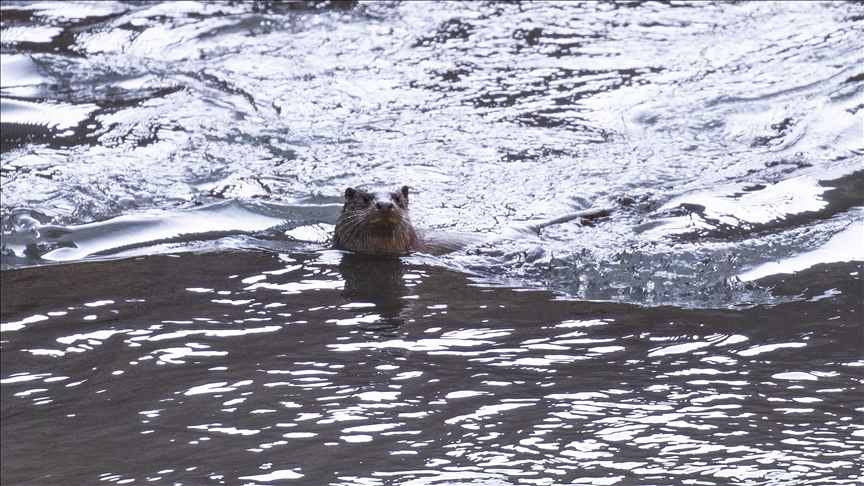 Li Tunceliyê dîmenên seyê avê yên koka wan di bin xetereyê da ye hat kişandin