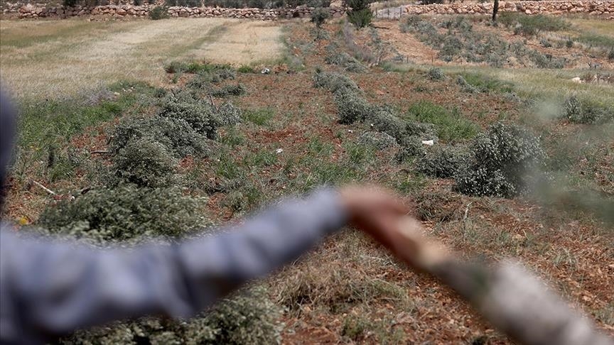 Kolonët izraelitë plagosën një foshnjë palestineze dhe shkatërruan pemët e ullirit në Bregun Perëndimor