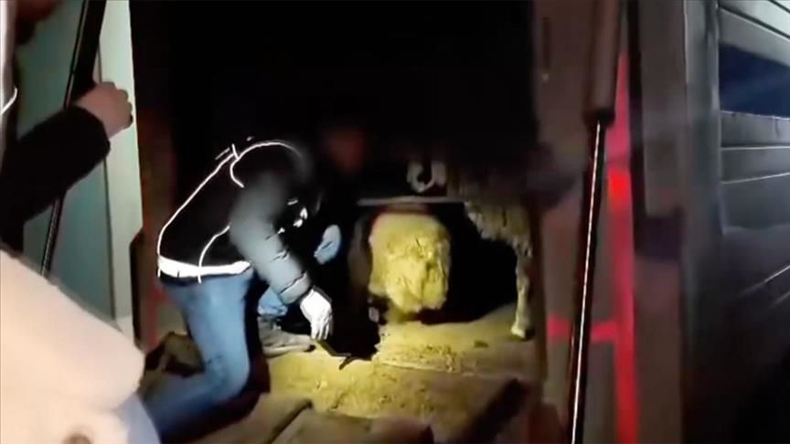 Li Sêrtê 2 şikbarên ku di zikê heywanan da 54,6 kîlo hişbir veşartin, hatin girtin