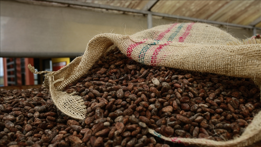 Cacao : les prix chutent de près de moitié depuis début 2025, le marché se stabilise