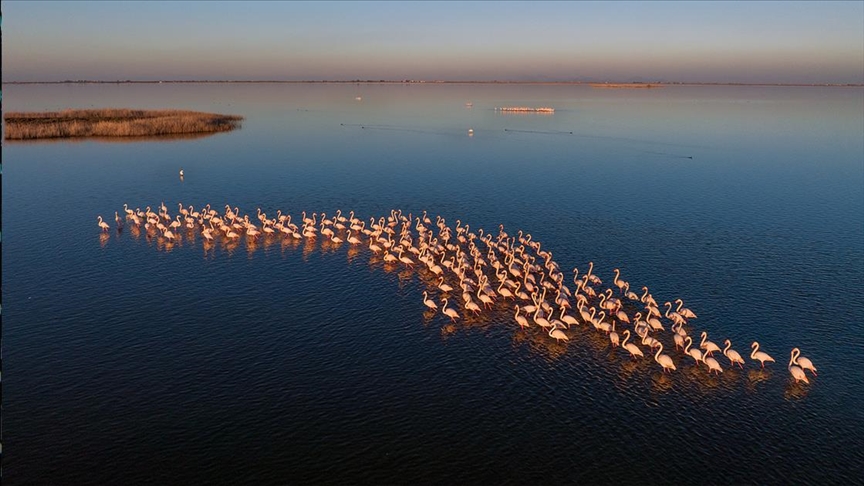 Фламинга избегнуваат миграција и ја поминуваат зимата во лагуните на јужна Турција