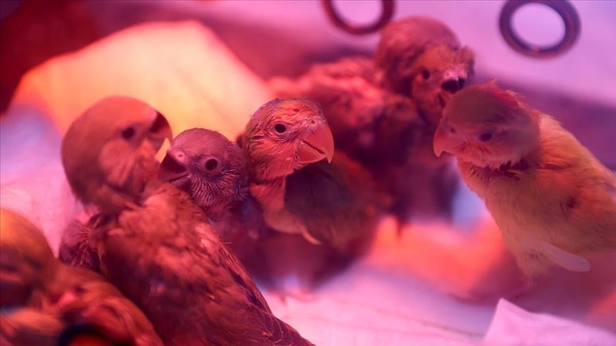 Rescued baby lovebirds in Turkish Riviera on road to recovery