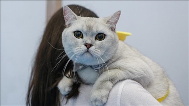 Tajvan, ata që nuk vendosin mikroçipa te macet mund të përballen me gjoba deri në 477 dollarë