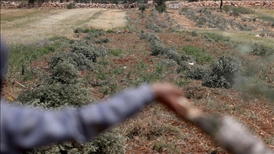 Kolonët izraelitë plagosën një foshnjë palestineze dhe shkatërruan pemët e ullirit në Bregun Perëndimor