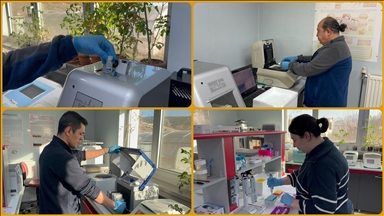 Kovid-19 ve benzeri salgınlara karşı domates kullanarak yenilebilir aşı üretmeyi hedefliyorlar