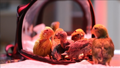 Осум младенчиња неразделки закрепнуваат откако беа спасени од нелегална продажба во Анталија