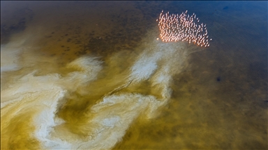 Adana'daki lagünlerde kalan flamingolar sulak alanları mesken tuttu