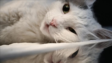 Taiwanese failing to put microchips in pet cats could face fines up to $477