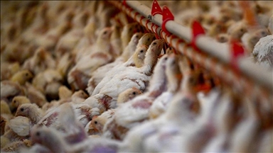 Eastern Japanese region sees season’s 1st bird flu outbreak