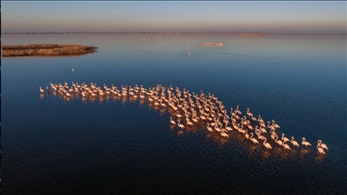 Фламинга избегнуваат миграција и ја поминуваат зимата во лагуните на јужна Турција