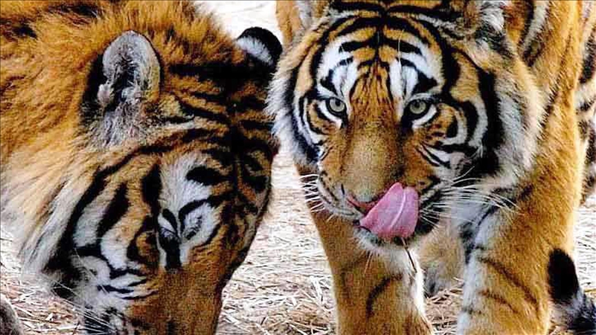 Première observation en Chine de quintuplés de tigres de Sibérie à l’état sauvage