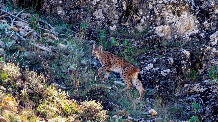 Slovenian Alps' Eurasian lynx population faces serious decline risk amid conservation efforts