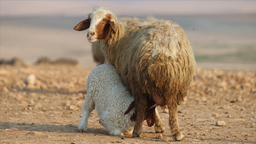 Türkiye'nin dev işletmesinde 60 bin kuzu dünyaya geldi