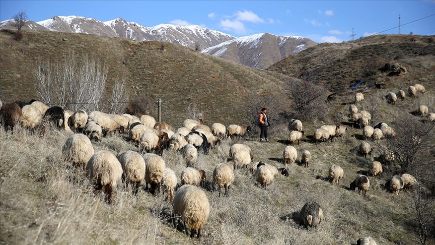 Bitlisli besiciler kar yağmayınca hayvanlarını merada otlatarak yemden tasarruf ediyor