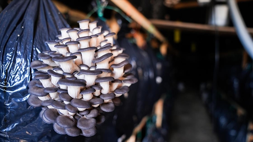 Kurslarla başlayan mantar yetiştiriciliği Güzelbahçe'de üretim modeline dönüştü