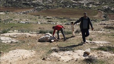 İsrailliler Batı Şeria'da Filistinlilerin çiftliğine saldırarak 150 koyun çaldı 