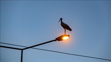 Küresel ısınma Iğdır'daki leyleklerin göç alışkanlığını değiştirdi