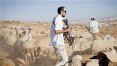 الضفة.. مستوطنون يهاجمون مزرعة أغنام في رام الله ويسرقون 150 رأسا