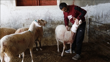 Ilegalni izraelski doseljenici napali farmu ovaca na Zapadnoj obali, ukrali 150 grla