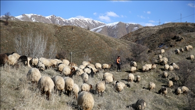 Li Bedlîsê ji ber ku berf nebariye heywandar ji bo pûta wan zêde neçe heywanên xwe li çolê diçêrînin